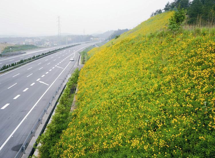 西安高速斜坡绿化工程